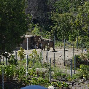 Billy - Elephants of Asia - October 7, 2011