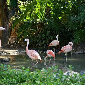 Flamingo Lagoon