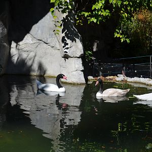 Black-necked Swan Family