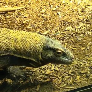 Dragons!- Hudo in his indoor exhibit