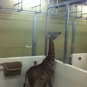 Dobsa Giraffe Ridge- Kimba in the indoor stalls