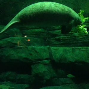 Wooten in Otto M. Budig Family Foundation Manatee Springs Manatee Springs