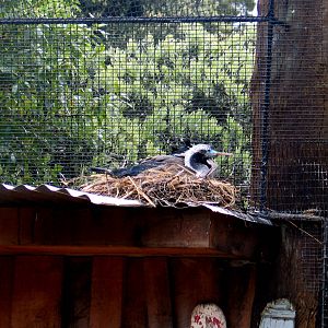 Spotted Shags Nesting at Auckland Zoo