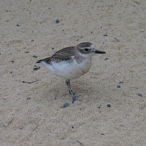 NZ Dotterel at Auckland Zoo