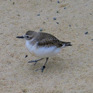 NZ Dotterel at Auckland Zoo