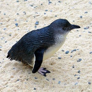 Little Blue Penguin at Auckland Zoo