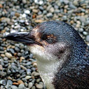 Little Blue Penguin at Auckland Zoo