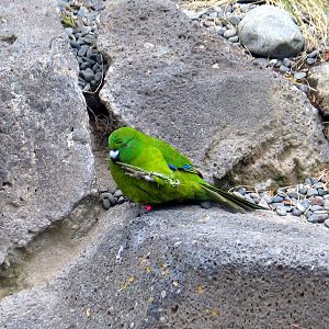 Antipodes Island Kakariki at Auckland Zoo
