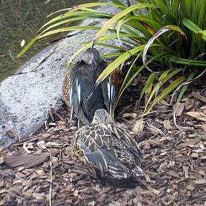 NZ Shovellers at Auckland Zoo