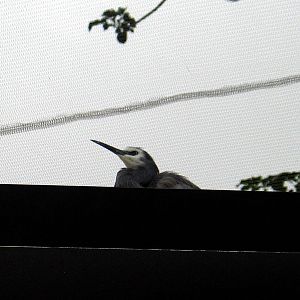 White-Faced Heron at Auckland Zoo