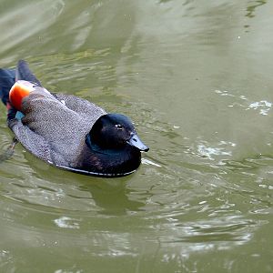 Paradise Shelduck at Auckland Zoo