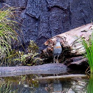 Banded Rail at Auckland Zoo