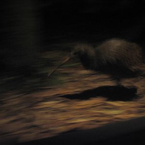 Brown Kiwi at Auckland Zoo