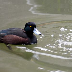 NZ Scaup at Auckland Zoo