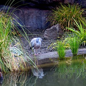 White-Faced Heron at Auckland Zoo