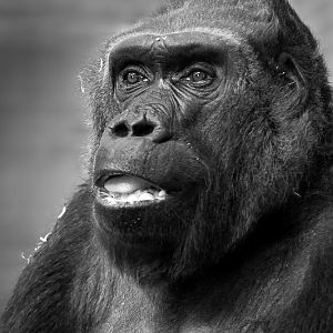 Bongo - Female Gorilla - 30/09/2011