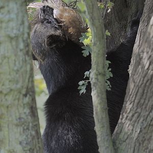 Wolverine caching a chicken