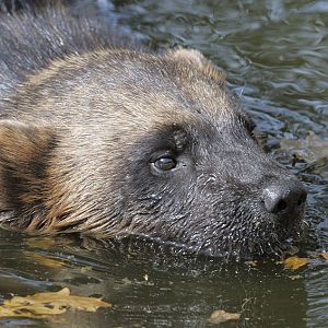 Wolverine cooling off