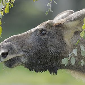 European elk calf
