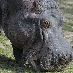 Hippo grazing
