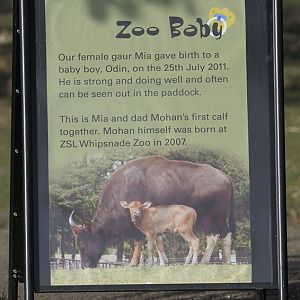 Notice about gaur calf