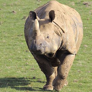 Indian rhino female