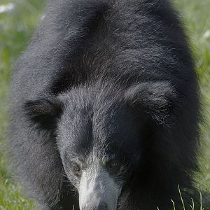 Sloth bear