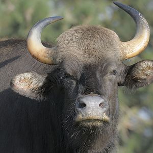 Gaur cow