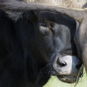 Gaur bull testing cows urine