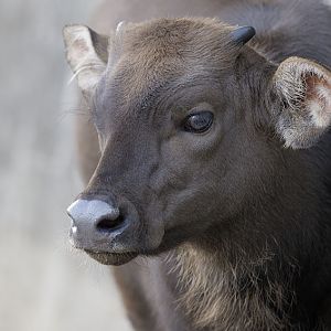 Gaur calf