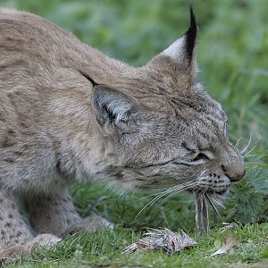 European lynx female
