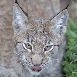 European lynx
