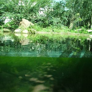 Underwater Tiger Viewing at Leipzig, 02/09/11