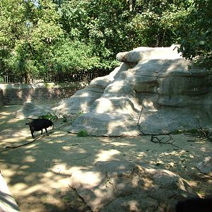 Pygmy Goat Exhibit at Leipzig, 02/09/11
