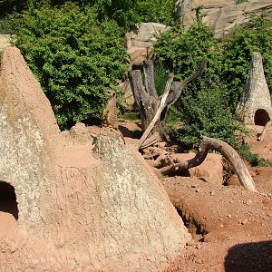Meerkat Exhibit at Leipzig, 02/09/11