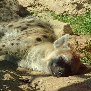 Spotted Hyaena at Leipzig, 02/09/11