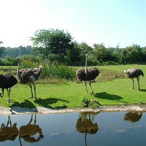 South African Ostriches at Leipzig, 02/09/11