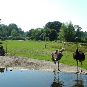 African Savanah at Leipzig, 02/09/11