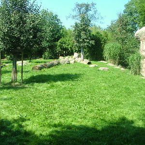 Lion Exhibit at Leipzig, 02/09/11