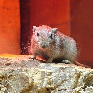 Fat Sand Rat at Leipzig, 02/09/11