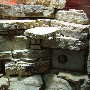 Fat Sand Rat Exhibit at Leipzig, 02/09/11