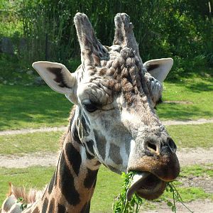 Rothschild's Giraffe at Leipzig, 02/09/11