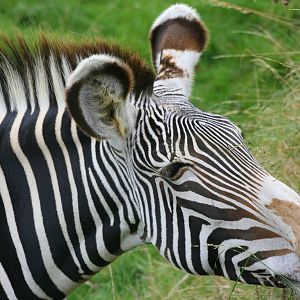 Grevy's zebra; Whipsnade; 8th October 2011