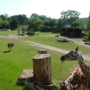 African Savannah at Leipzig, 02/09/11