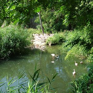 Flamingo Exhibit at Leipzig, 02/09/11