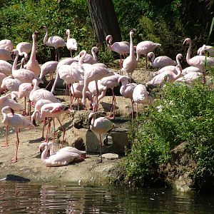 Lesser Flamingos at Leipzig, 02/09/11