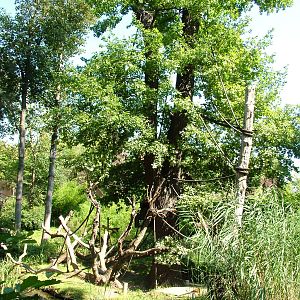Ring-tailed Lemur Island at Leipzig, 02/09/11