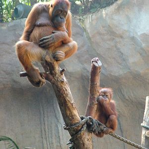 Sumatran Orang-Utans at Leipzig, 02/09/11