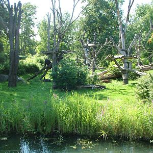 Gorilla Exhibit, Pongoland at Leipzig, 02/09/11