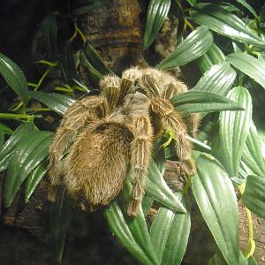 Tarantula - 12/10/2011